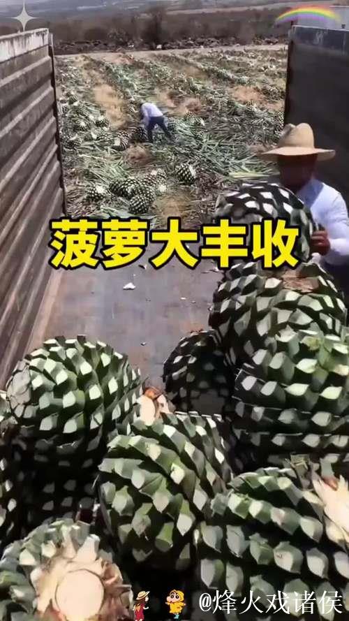 大菠萝视频下载 大菠萝视频下载